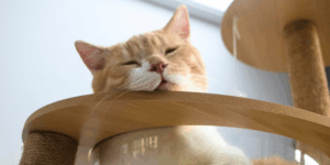 ねこちゃんアイコン