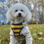 公園をお散歩中の犬