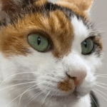 飼い主の近くに近寄る三毛猫