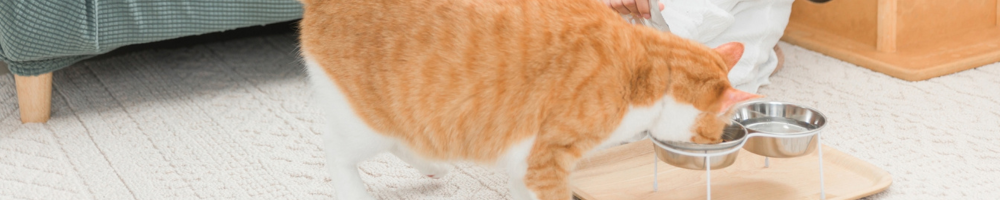 江戸川区・西葛西のペットシッターサービスのお世話の様子