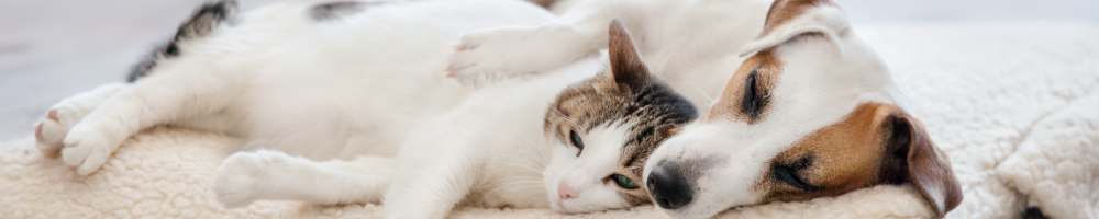 ブランケットの上でくつろぐ犬と猫のイメージ