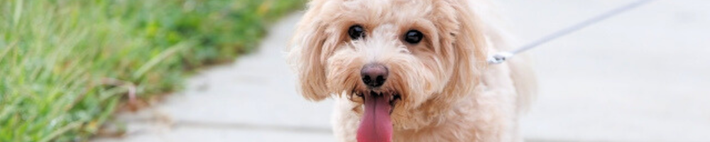 江戸川区・西葛西のペットシッターによる犬のお散歩の様子