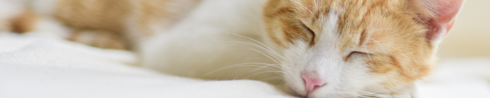 ペットシッターサービスの安心感を伝える穏やかに眠る猫のアップ写真