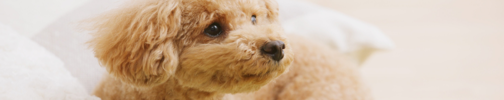 ペットシッターサービスの安心感を伝える犬のアップ写真