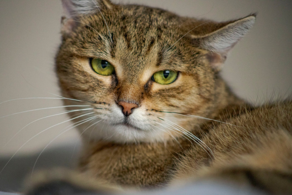 こちらをじっと見つめる猫