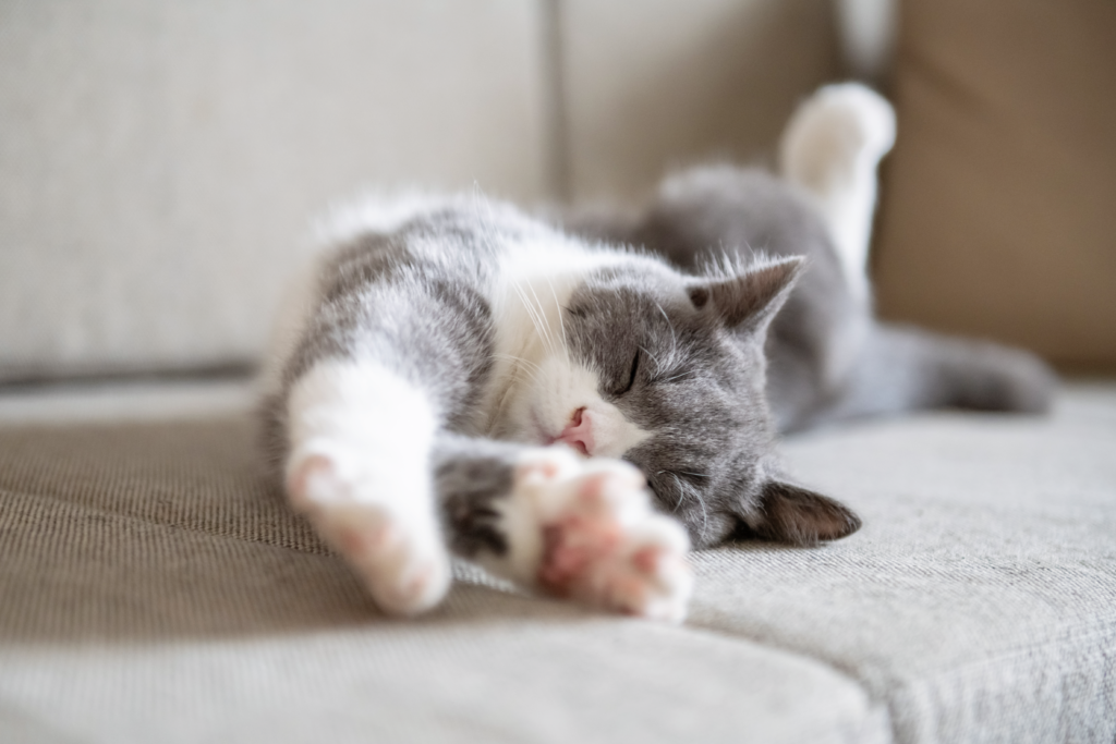 両手両足を伸ばしてリラックスして眠る猫