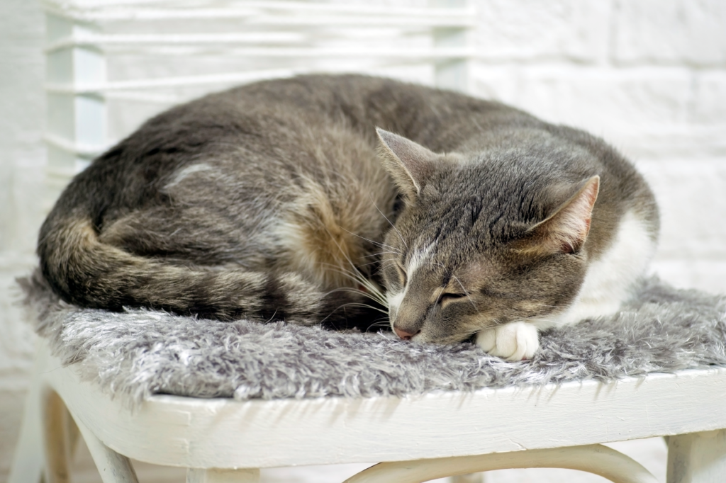 丸まって眠る猫