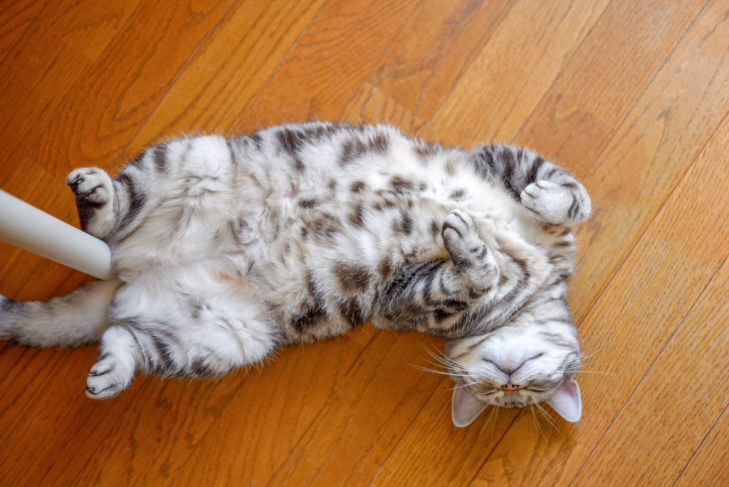 あおむけになってリラックスして眠る猫