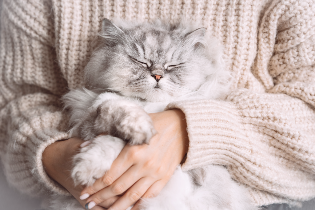 飼い主にもたれかかってウトウトする猫