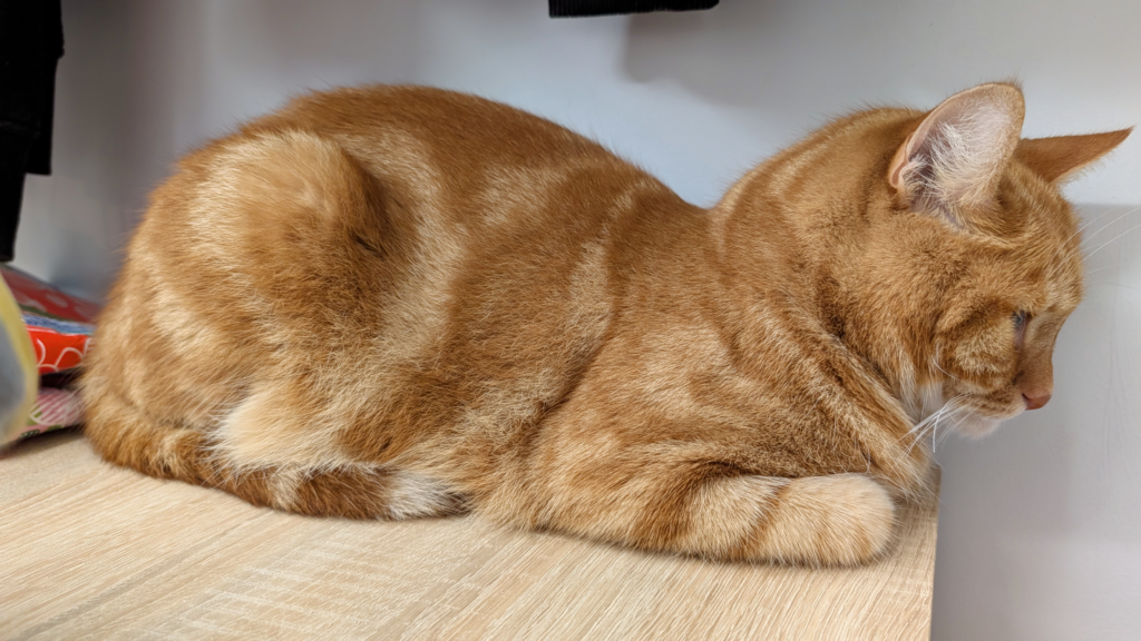 香箱座りで眠る猫