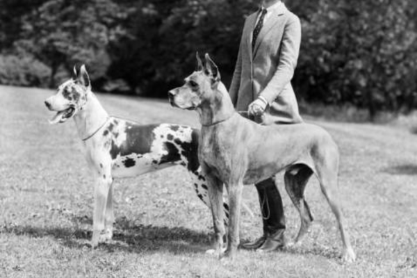 西洋貴族と共に立つグレートデン２頭