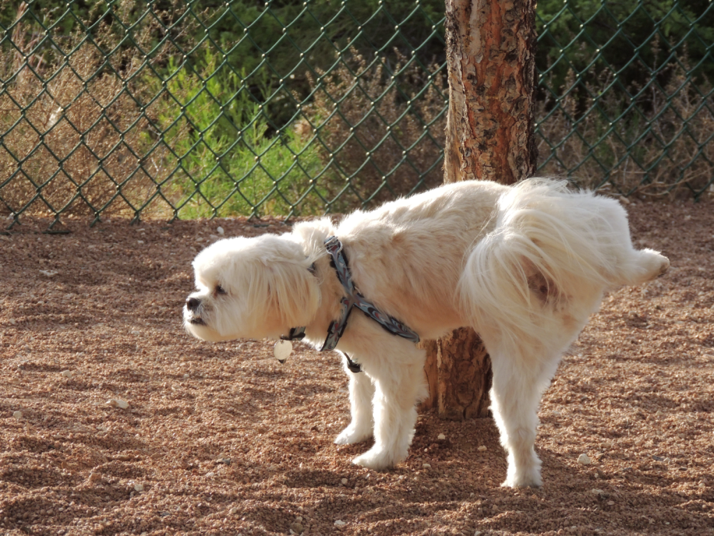 犬のマーキング