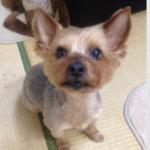 名称未設定のデザイン - 2025-12-09T193131.209