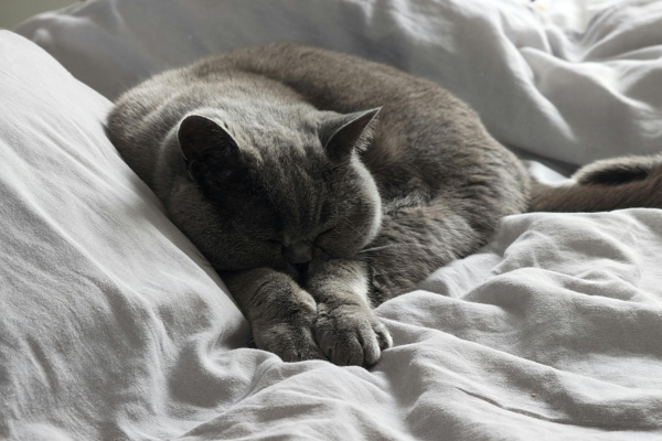 前足に顔をうずめて眠る猫