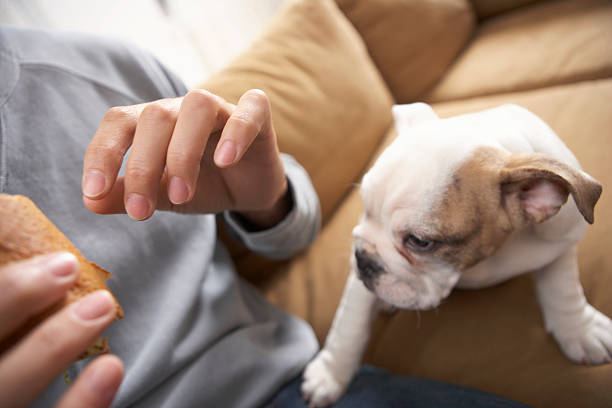 飼い主の食べ物をほしそうに眺める犬