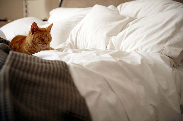 ベッドの上に乗っている猫