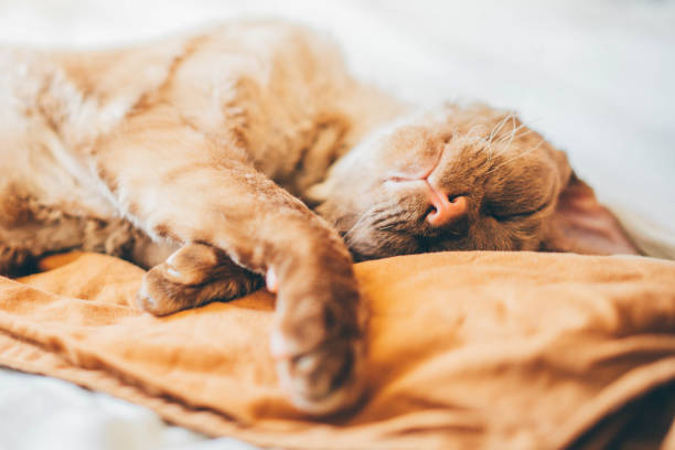 ベッドの上ですやすやと眠る猫