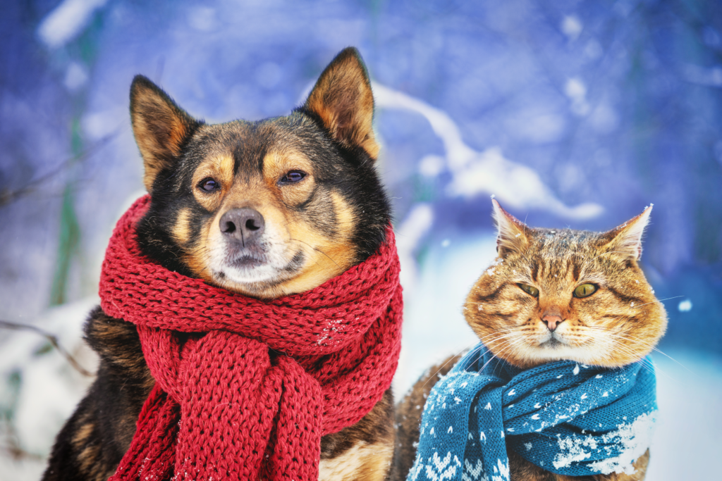 冬景色の中でマフラーをまいた犬と猫