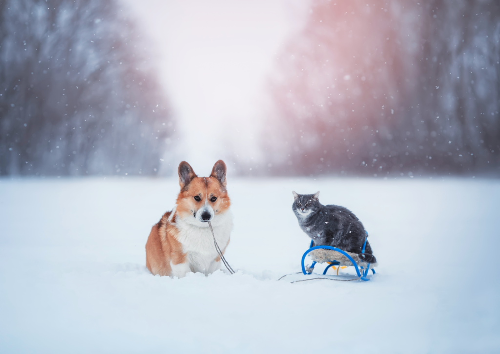 雪景色の中にいる犬と猫