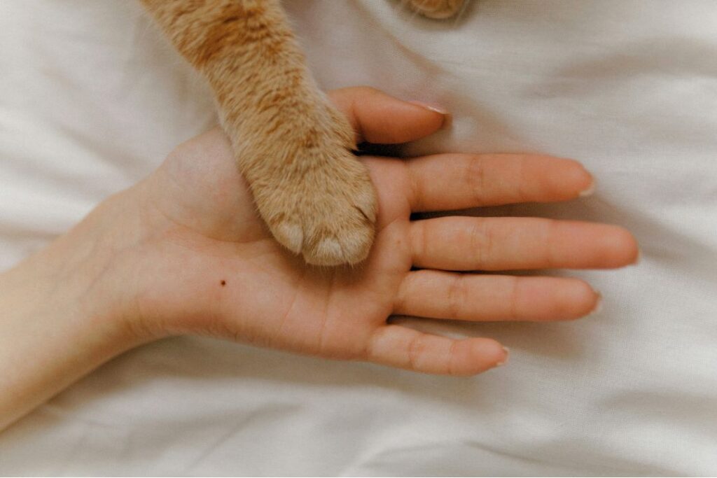 猫と人が手を合わせるシーン