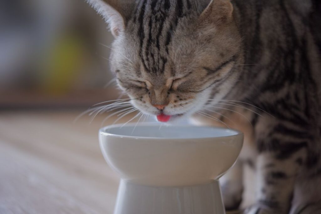 猫の食事シーン