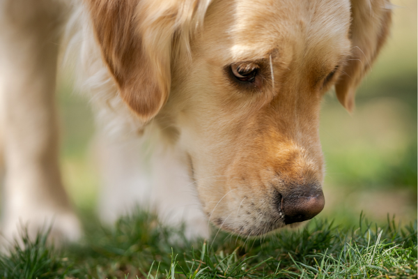 芝生の匂いをかぐ犬