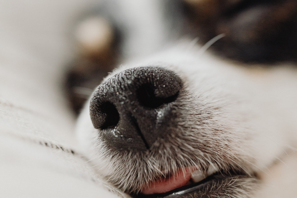 部屋の中でスヤスヤ眠る犬の鼻のアップ