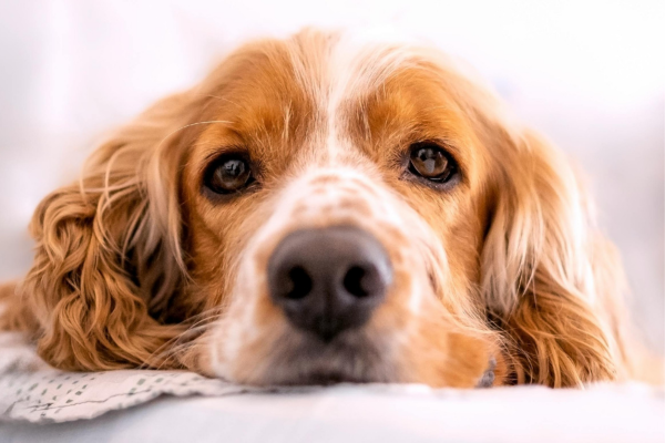 犬の顔のアップ