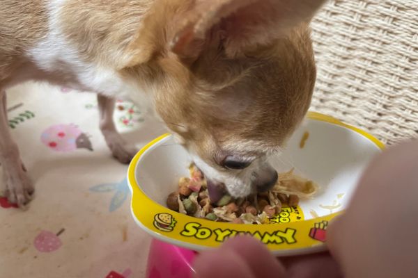 食事中のチワワ