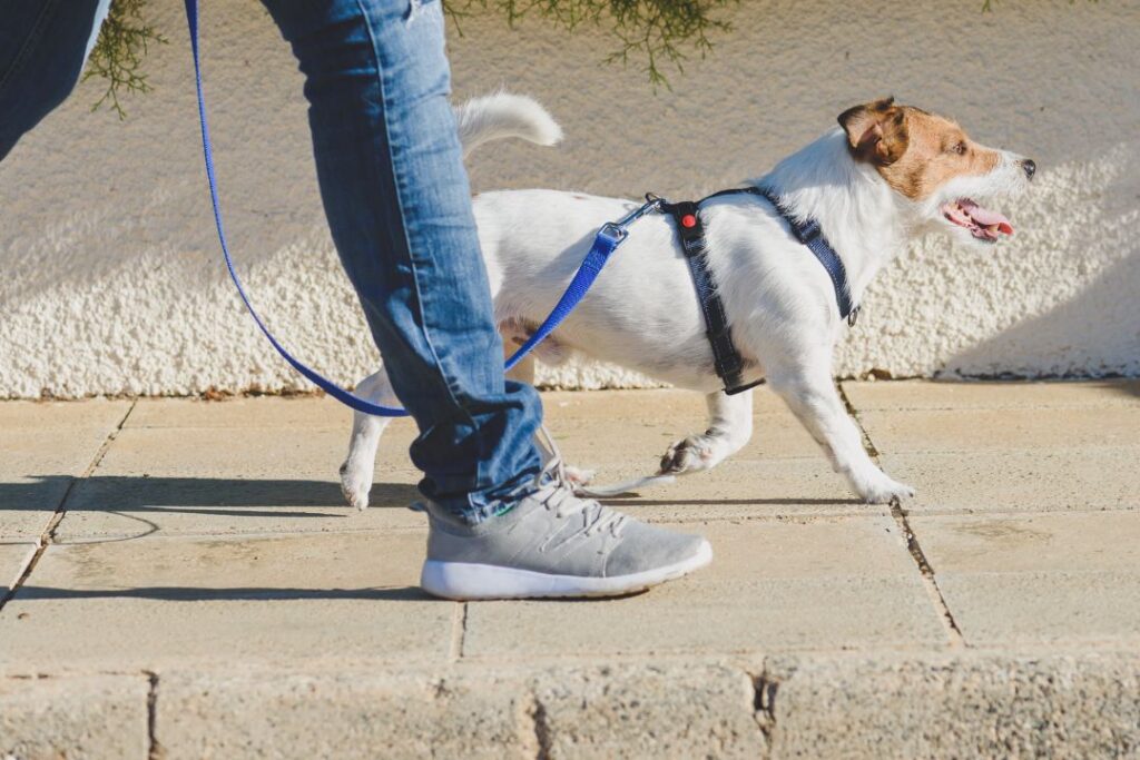 犬のとペットシッターの散歩シーン