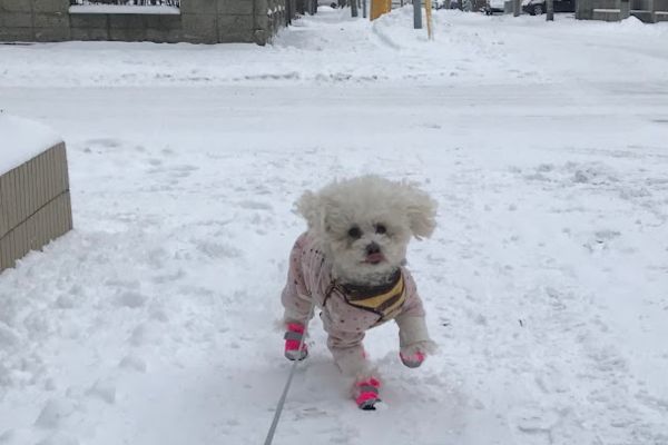 雪道を歩く犬