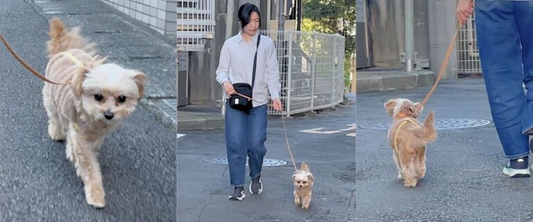 ペットシッターによる犬のお散歩シーン