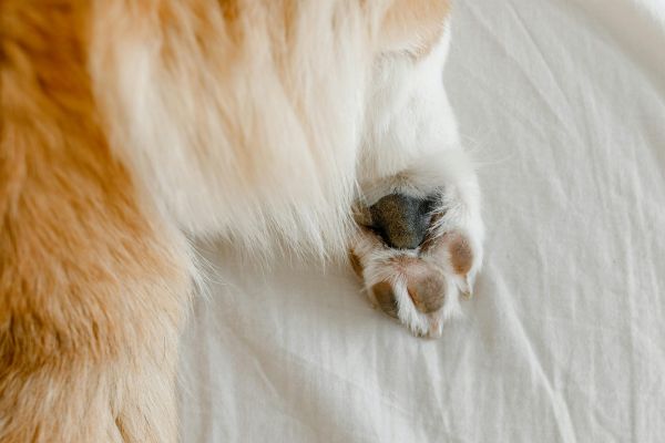 コーギーの足がアップになった画像