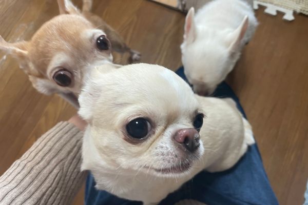 ペットシッターの膝に乗ろうと集まるチワワ3匹