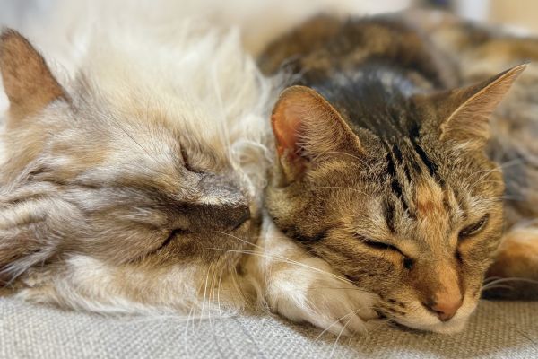 猫が2匹寄り添って寝ている