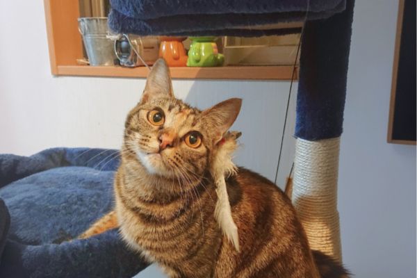 キャットタワーに上って、ねこじゃらしで遊ぶ猫