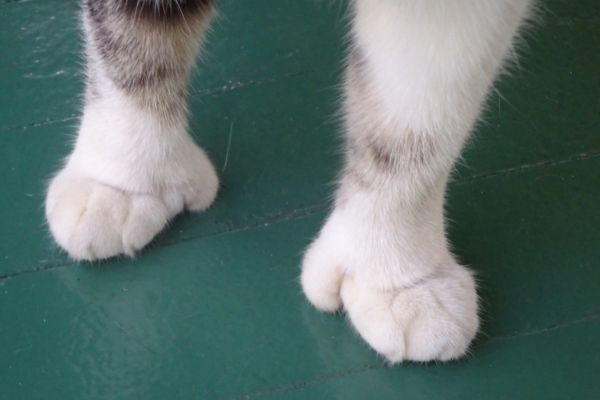 多指症でミトンのような手を持つ猫