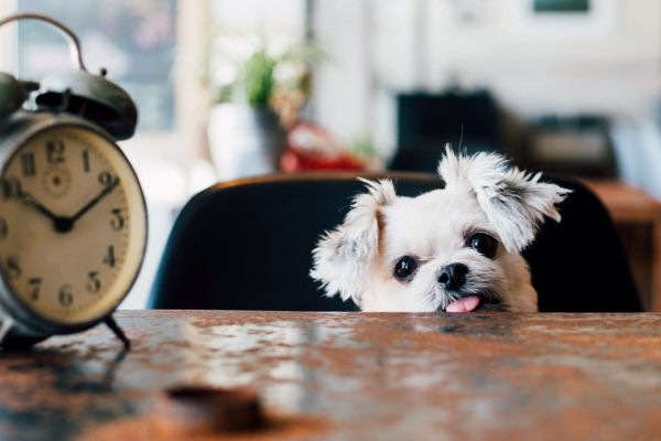 部屋の中で時計を見つめる犬