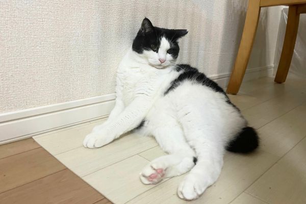 部屋の中で壁によりかかりながらリラックスした姿勢で過ごす猫