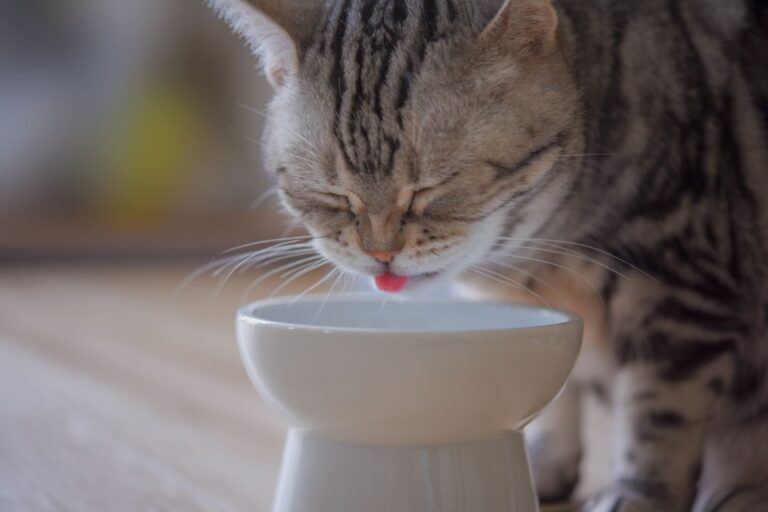 猫の食事シーン