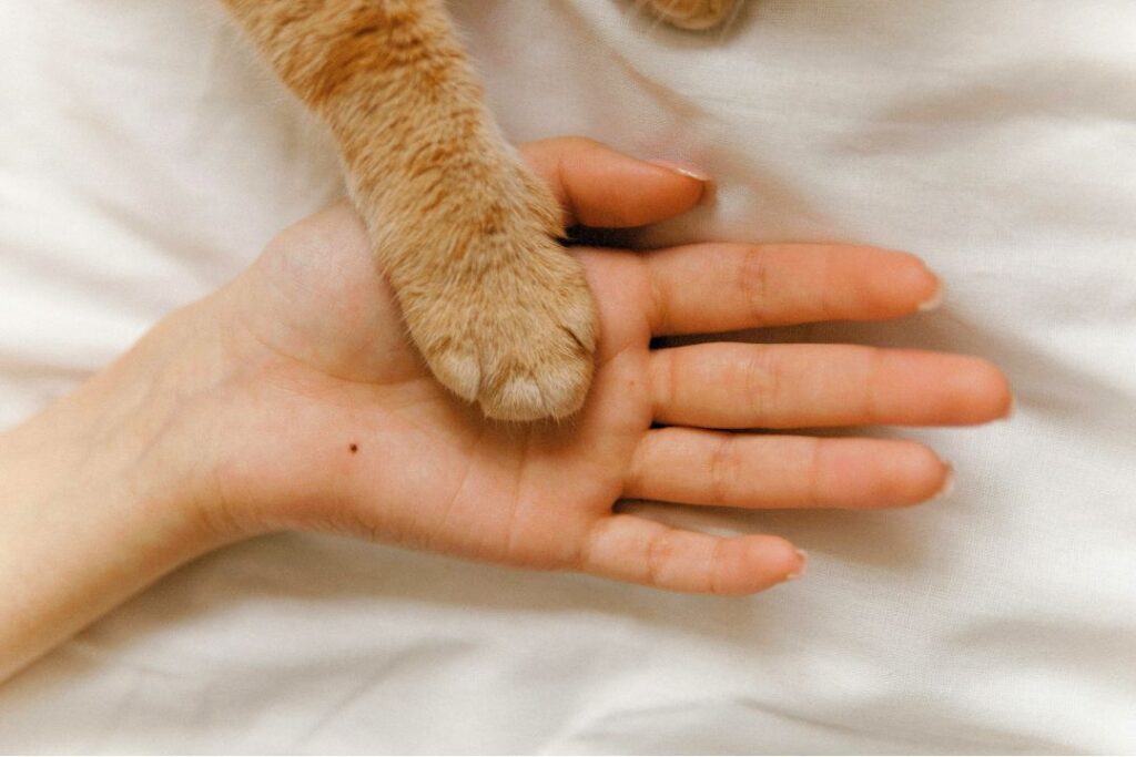 猫と人が手を合わせるシーン