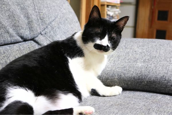 部屋のソファの上でくつろぐ猫