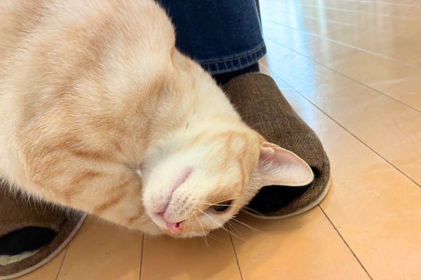 ペットシッターの足元に頭を押し付けて甘える猫