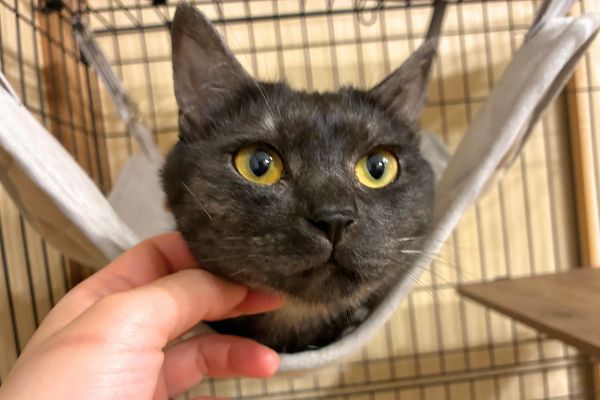 ペットシッターに喉を撫でられる猫