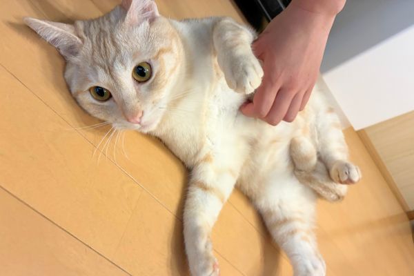 ペットシッターにおなかを撫でられて気持ちのよさそうな猫