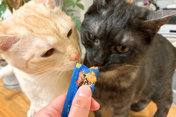 ペットシッターの手からおやつをおいしそうに食べる猫