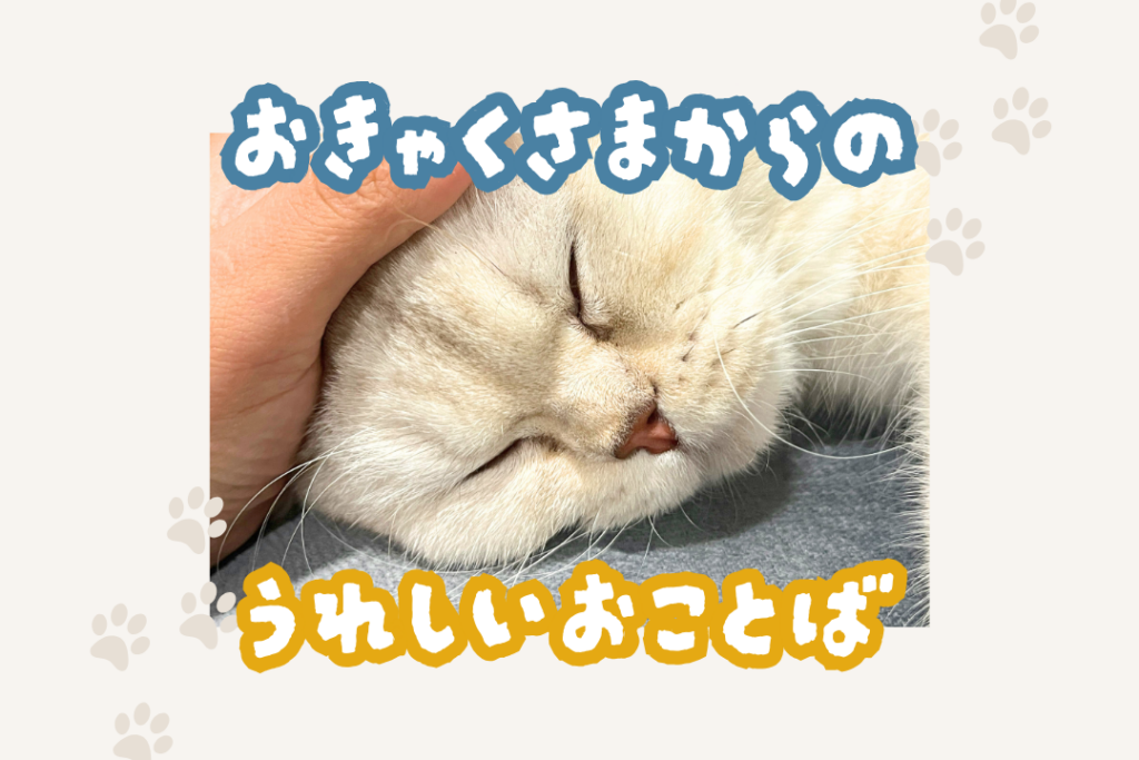 ペットシッターに頭を撫でられて気持ちよさそうに目を閉じる猫