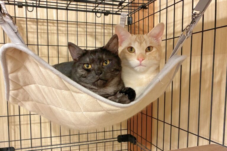 ハンモックの中からペットシッターを見つめる猫