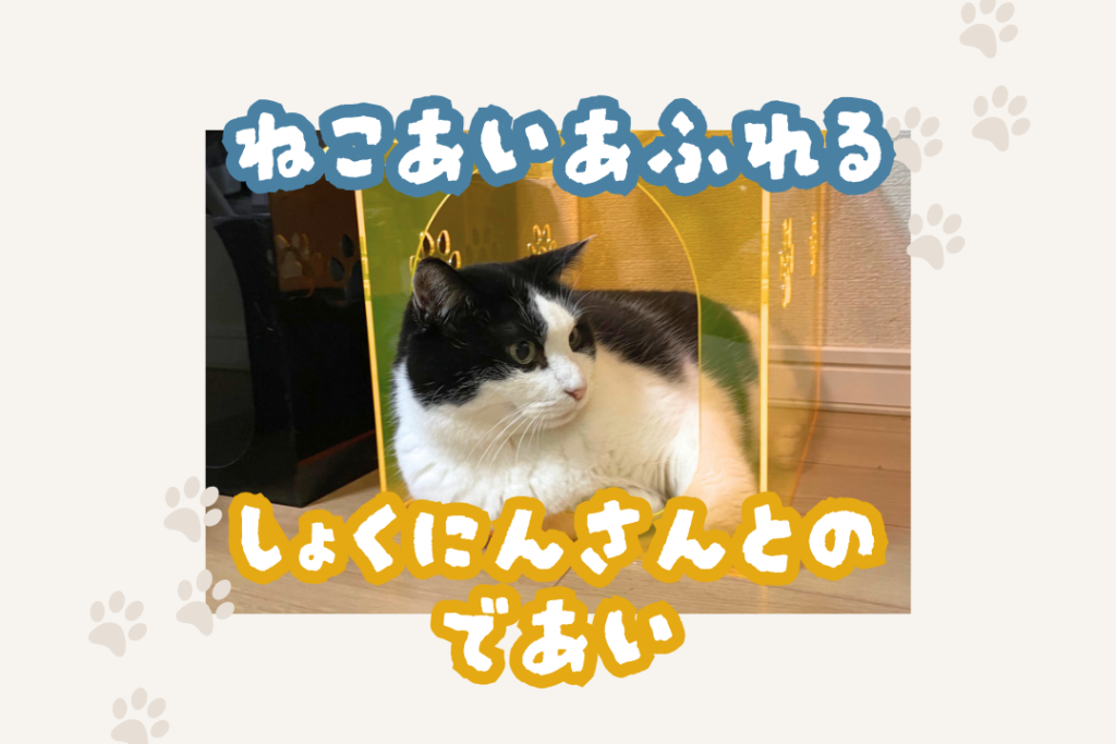 手づくりキャットハウスの中でくつろぐ猫