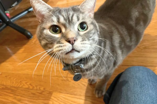 ペットシッターを見つめる猫